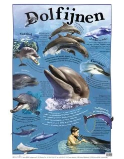 Dolfijnen - Educatieve Poster