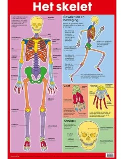 Het Skelet - Educatieve Poster